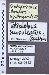 Etikette zu Tetralobus subsulcatus (NHMW-ZOO-COL-0010552)